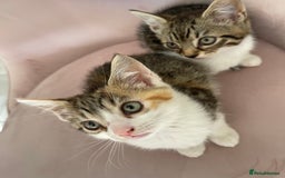 British Longhair cats for sale: 5 ADORABLE FLUFFY BRITISH LONG HAIR KITTENS - Image 8