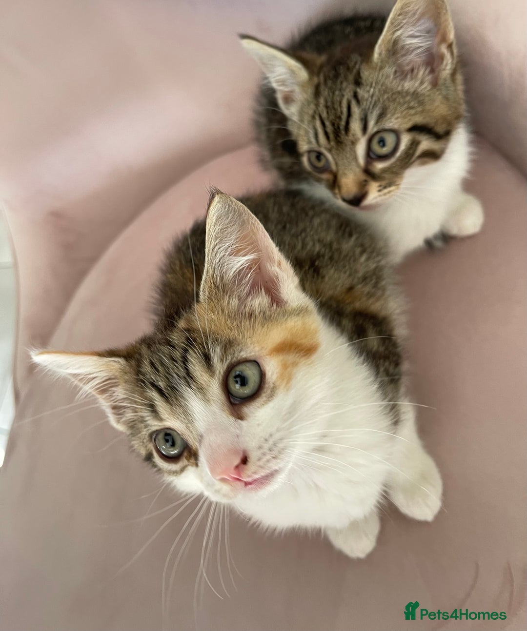 British Longhair cats for sale: 5 ADORABLE FLUFFY BRITISH LONG HAIR KITTENS - Image 8