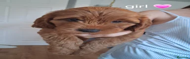 Cockapoo 6
