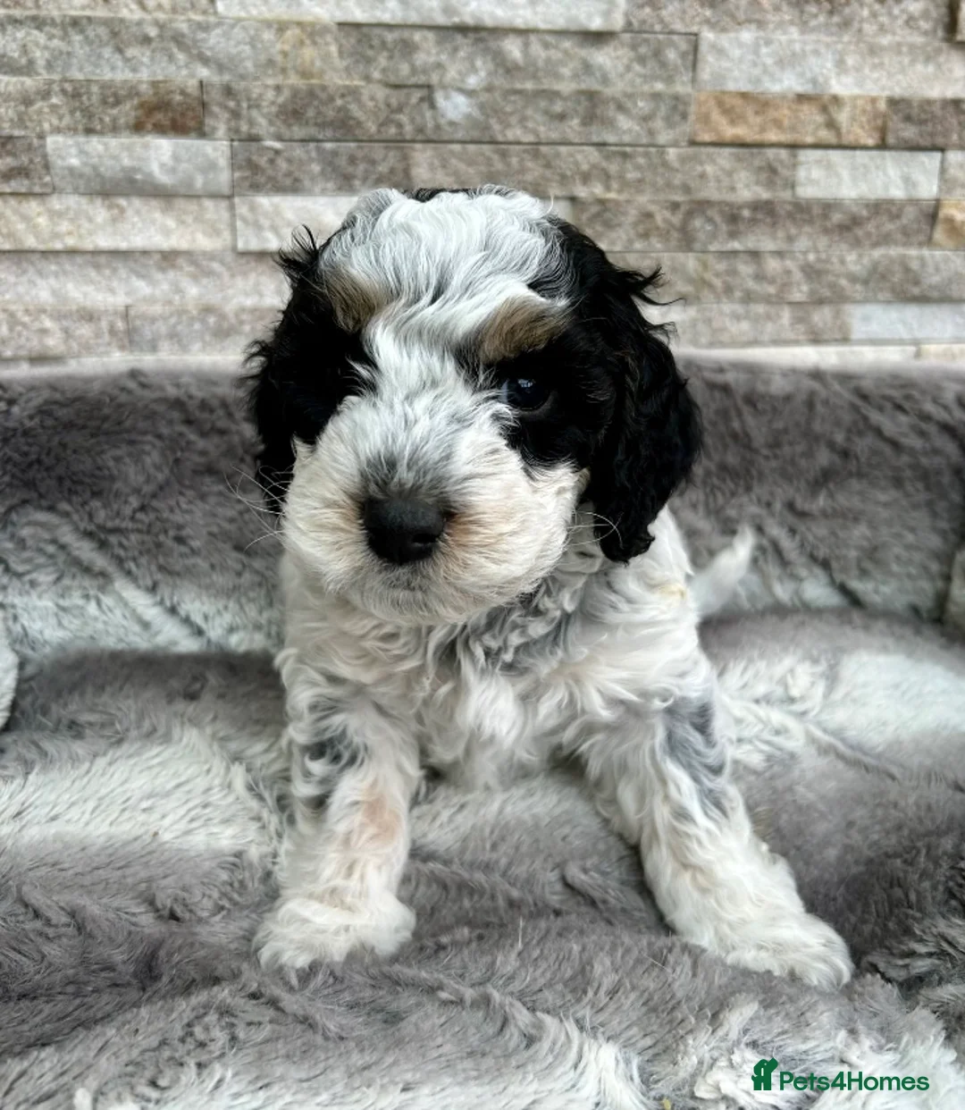 Cockapoo dogs for stud: TRICOLOUR F1 PROVEN ATAT CERTIFIED COCKAPOO STUD in Bromley - Advert 16