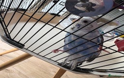 Budgerigars birds for sale: Breeding pair of budgies - Image 6