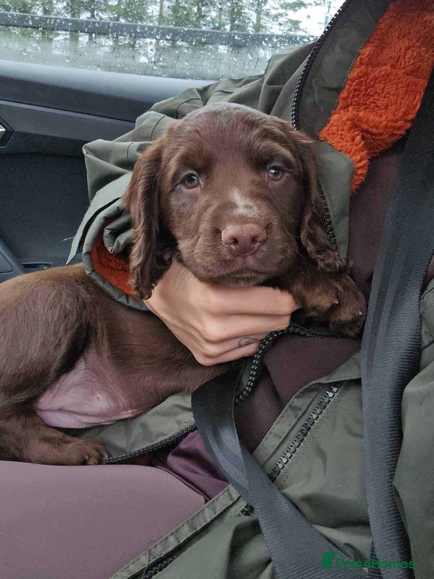 Cocker Spaniel dogs for sale: Rehoming working cocker spaniel  - Advert 1