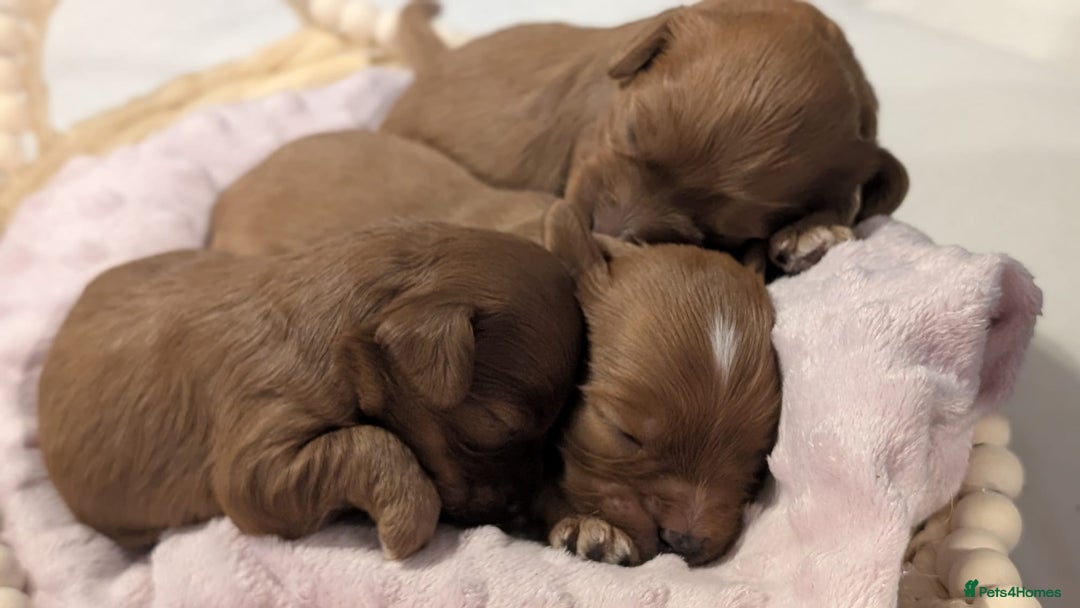 Cavapoo dogs for sale: Rare extensively health tested F1 cavapoos  - Image 18