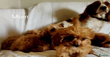Cavapoo dogs - Advert 9