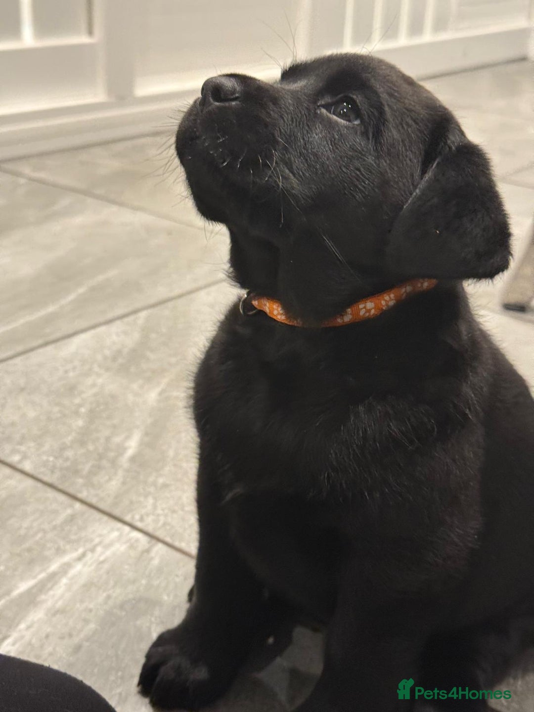 Labrador Retriever dogs for sale: Ready to leave Chunky Show type Labrador puppy - Advert 1