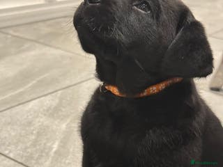 Labrador Retriever dogs Ready to leave Chunky Show type Labrador puppy - Advert 3