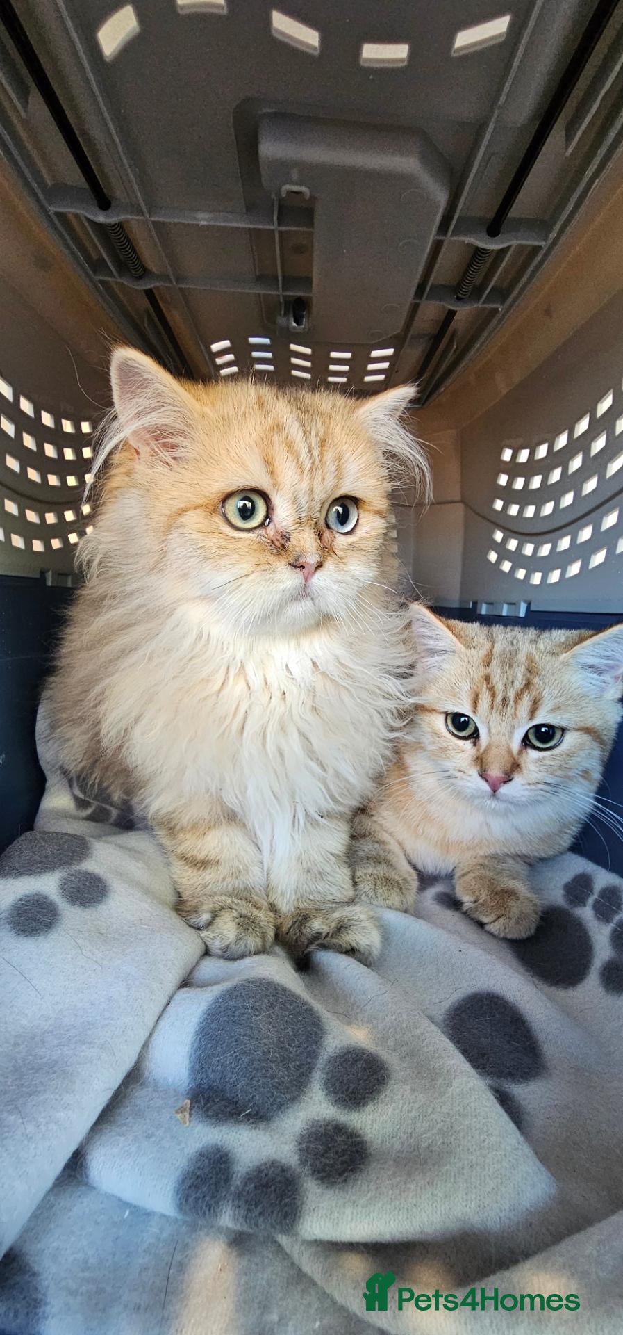 British Shorthair cats Bsh GOLDEN Chunky Kittens🐱 Ready go now - Advert 11