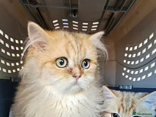 British Shorthair cats Bsh GOLDEN Chunky Kittens🐱 Ready go now - Advert 11