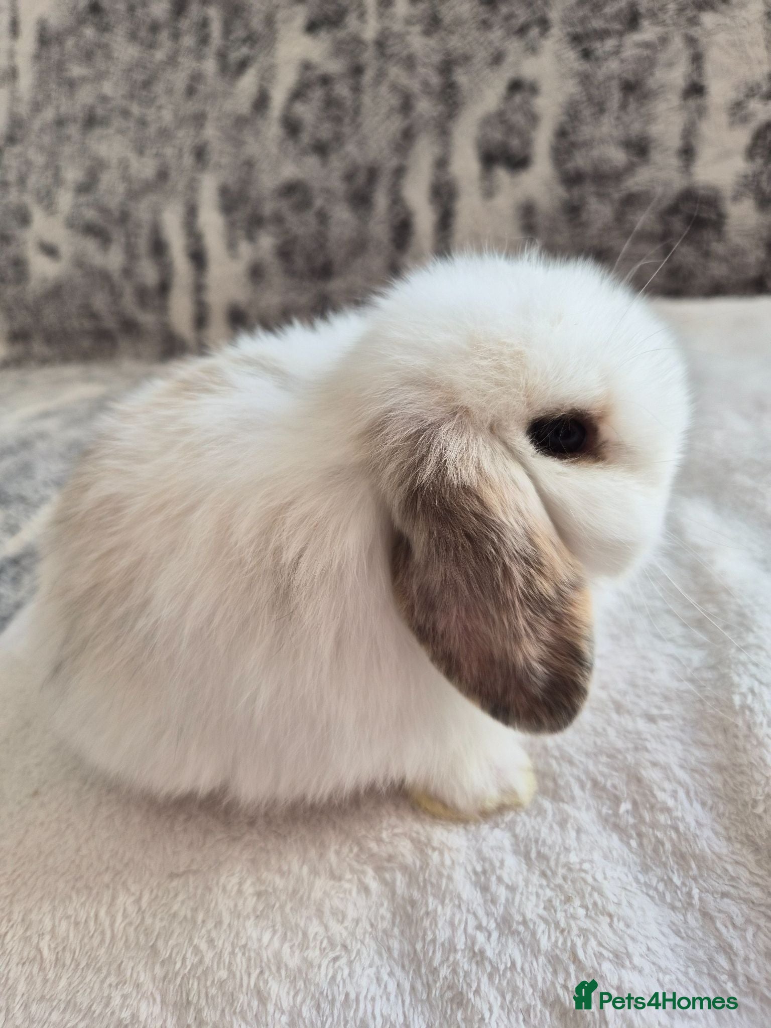 Mini Lop rabbits Baby Charlie Tri marked  - Advert 1