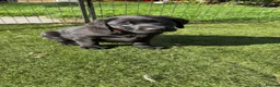 Labrador Retriever dogs for sale: Beautiful Labrador champion bloodline pups  in Doncaster - Advert 5