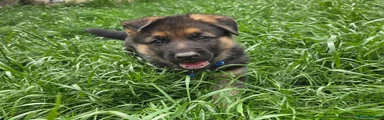 German Shepherd Puppy 2