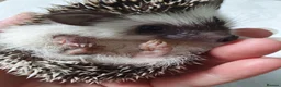 Pygmy Hedgehog rodents for sale: Full pedigree African pygmy hedgehog babies  - Advert 4