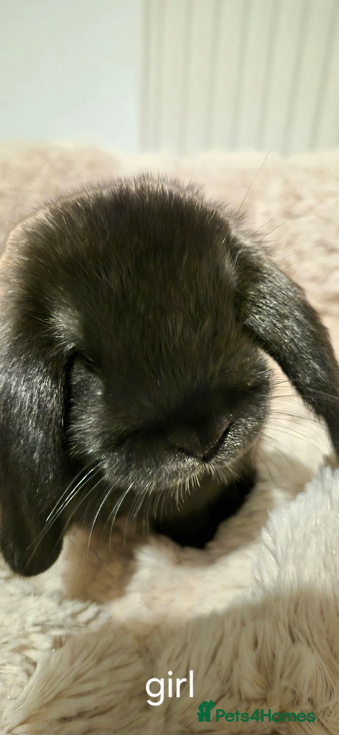 Mixed Breed rabbits for sale: 10 week old rabbits - Advert 1