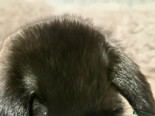 Mixed Breed rabbits 10 week old rabbits - Advert 11