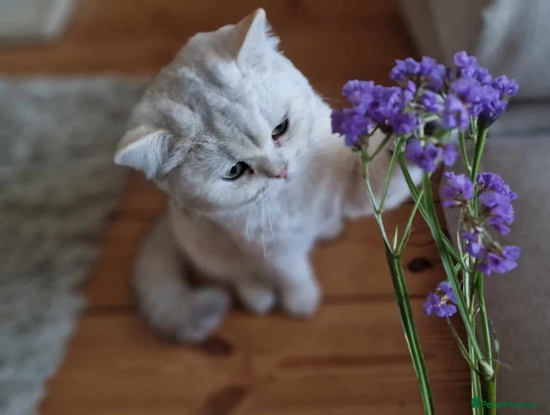 British Shorthair cats for stud: ❤ British ShortHair Active Stud ❤ Champion ❤ in Doncaster - Advert 34