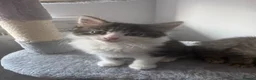 Mixed Breed cats for sale: 3 gorgeous kittens looking for loving home  - Advert 8