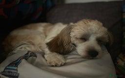 Mixed Breed dogs for sale: Shih Szu cross - Image 4