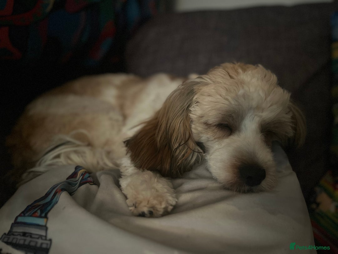 Mixed Breed dogs for sale: Shih Szu cross - Image 4