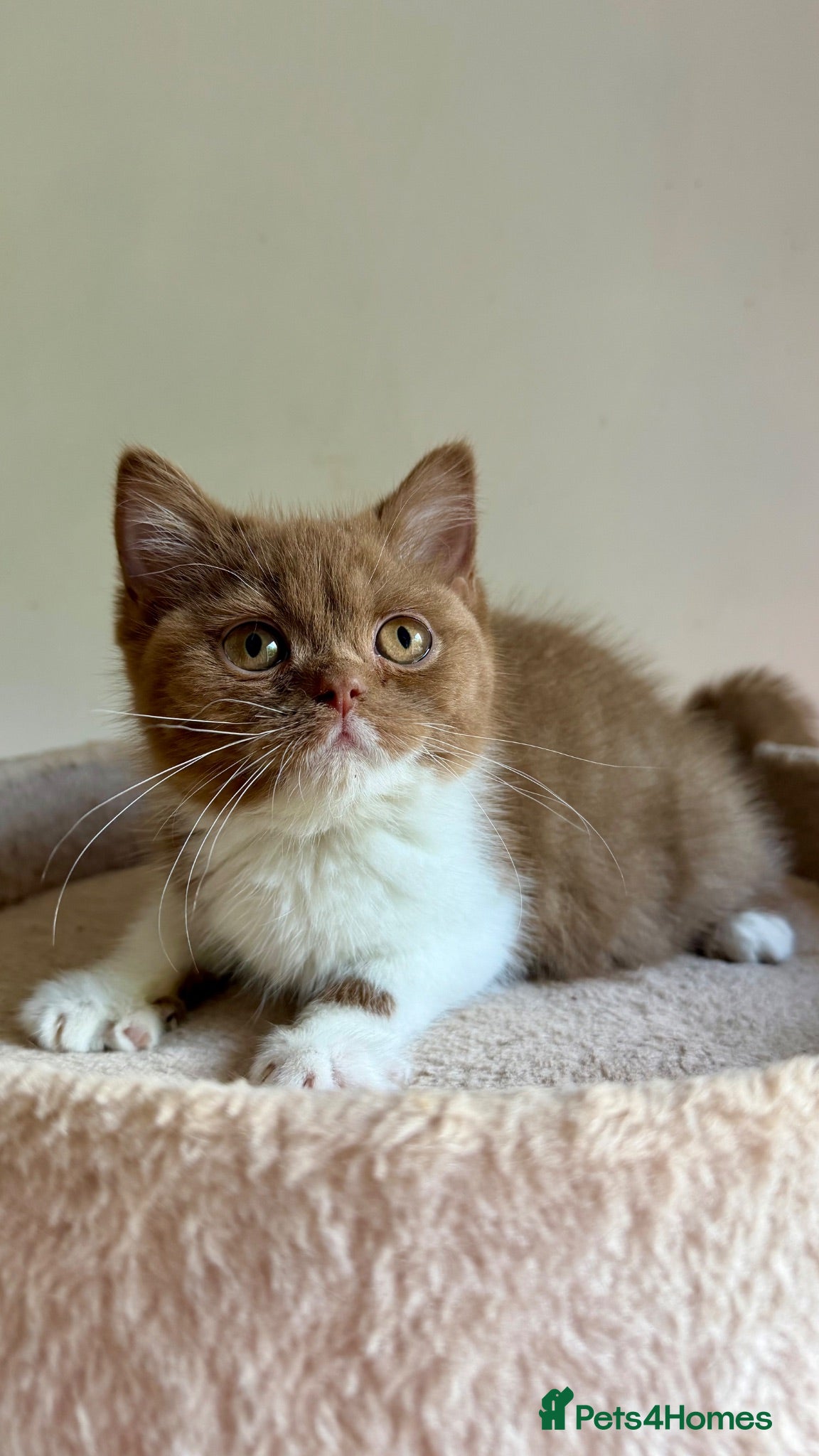 British Shorthair cats Show-quality. BSH. Cinnamon Bi-colour - Advert 2