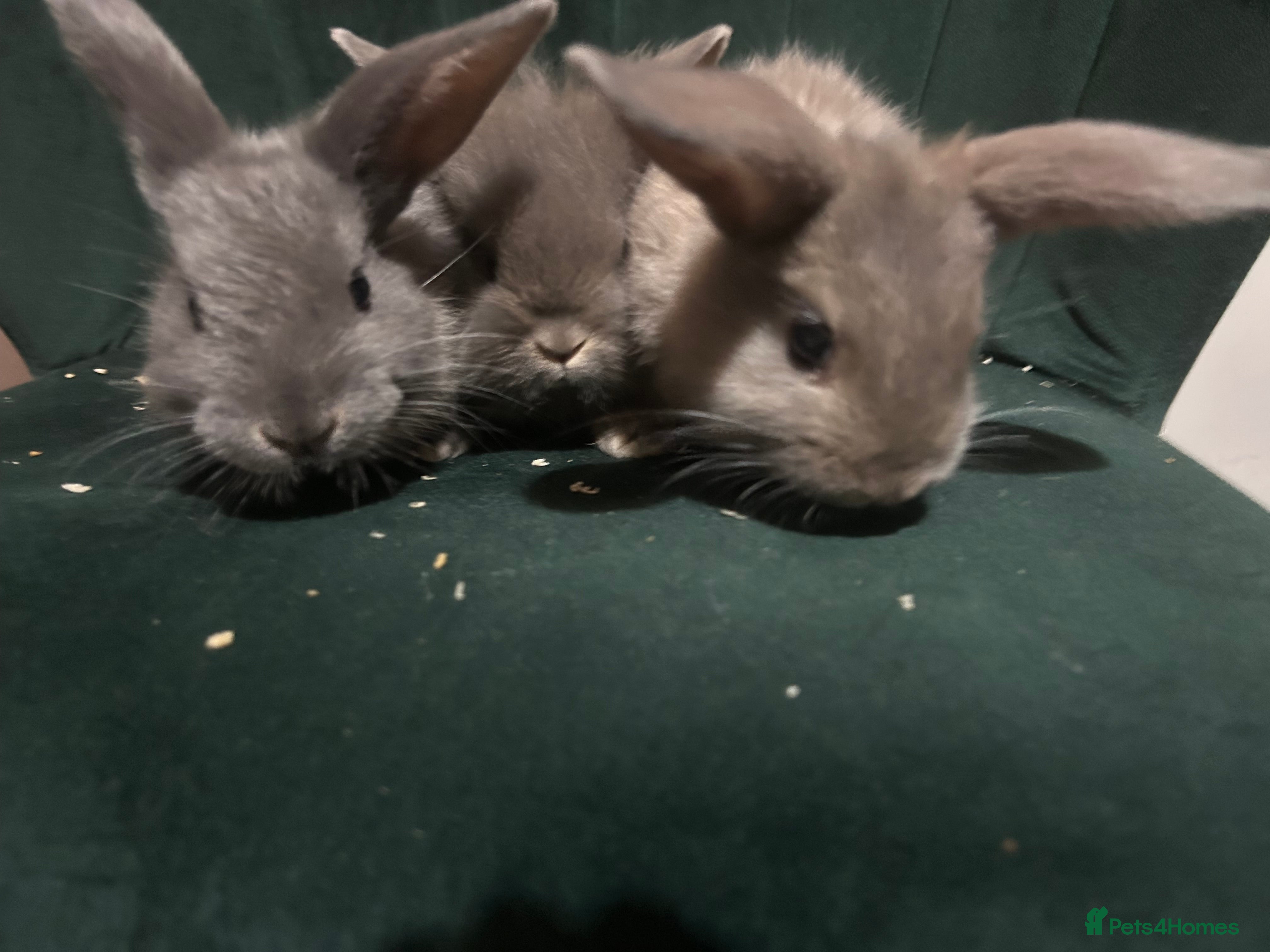 Mixed Breed rabbits New zealand cross Lionhead - Advert 13