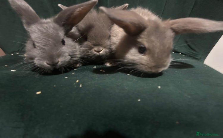 Mixed Breed rabbits New zealand cross Lionhead - Advert 1