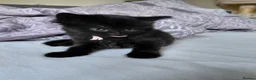 Mixed Breed cats for sale: 5 kittens are looking for a forever home - Advert 3