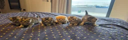 Scottish Fold cats for sale: Scottish Fold Kittens  - Advert 17