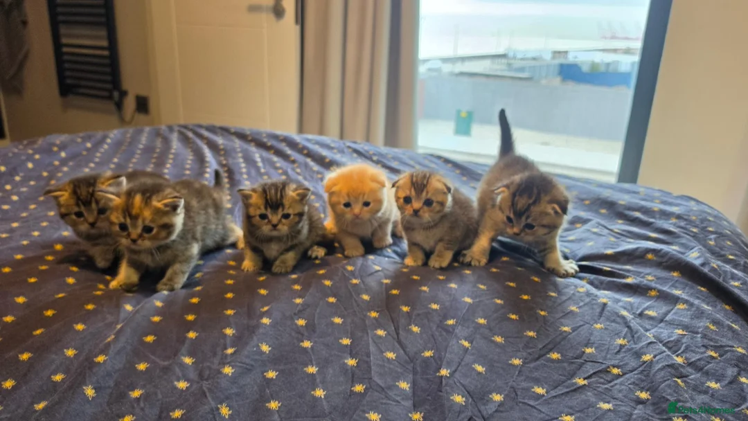 Scottish Fold cats for sale: Scottish Fold Kittens  - Advert 17