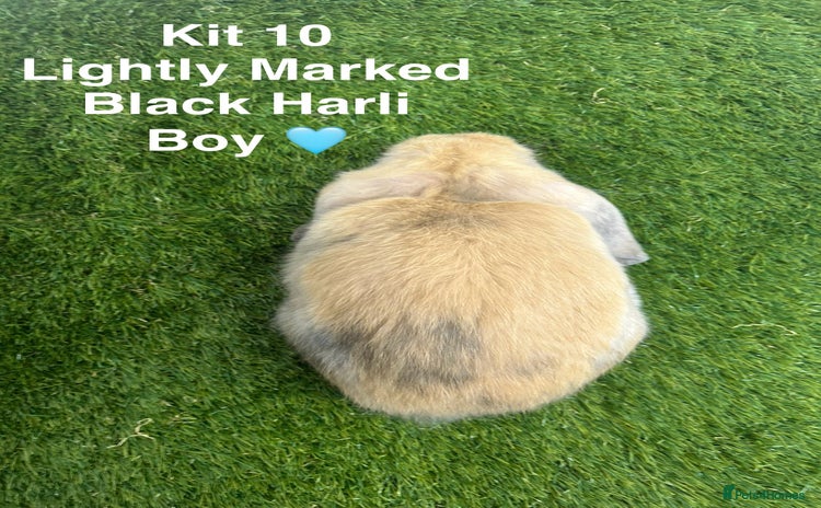Mini Lop rabbits - Advert 16