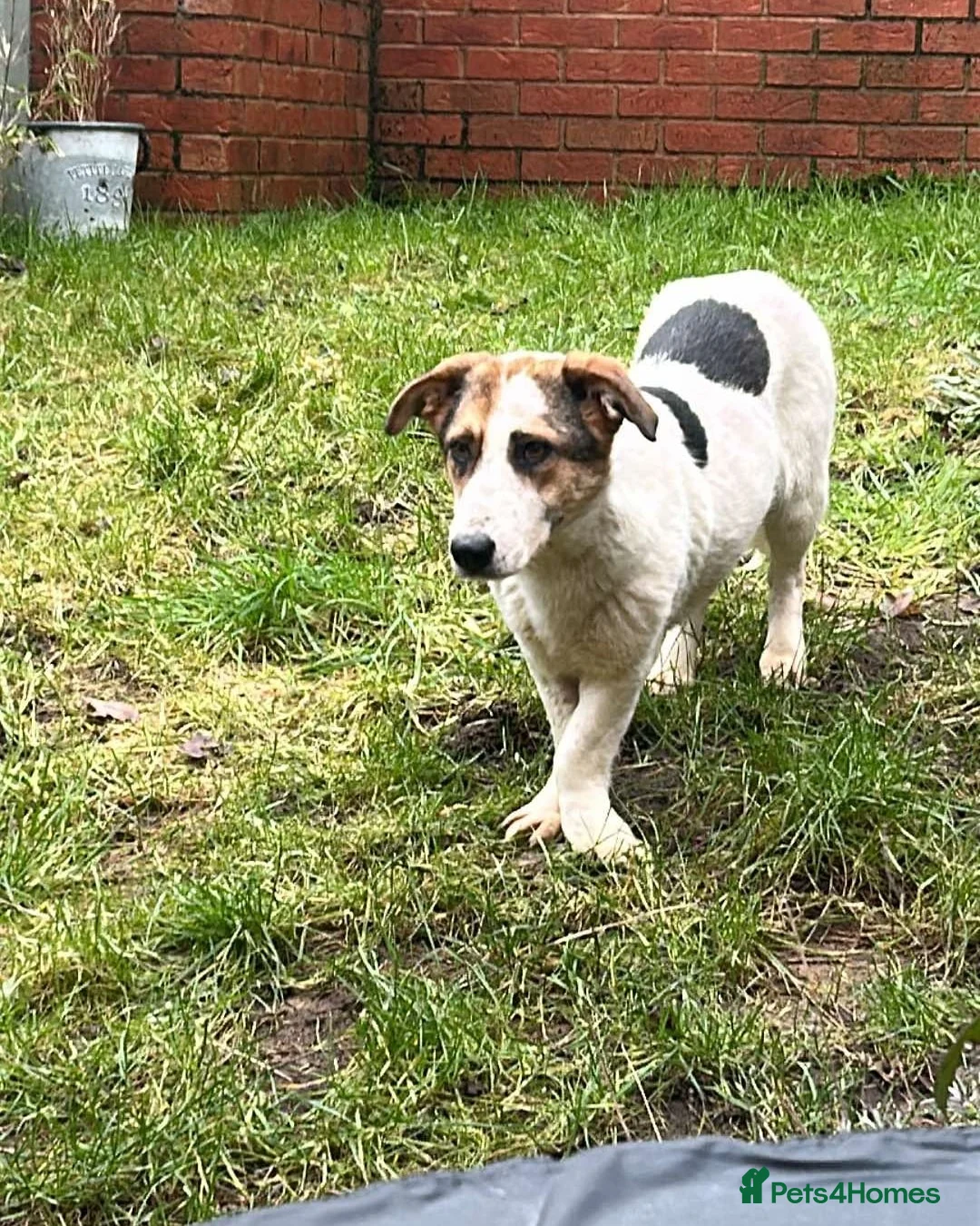 Mixed Breed dogs for adoption: Sweet Savannah - Advert 4