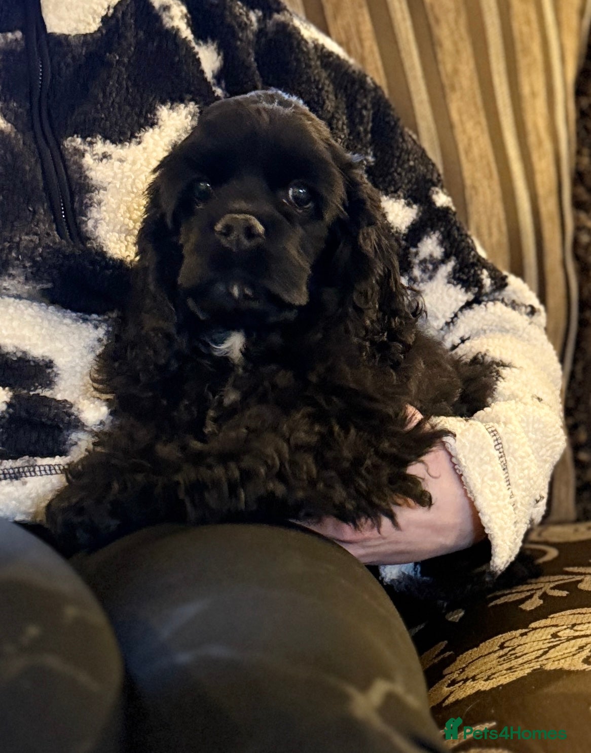 American Cocker Spaniel dogs Stunning KC American Cocker Spaniel  - Advert 3