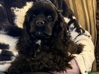 American Cocker Spaniel dogs Stunning KC American Cocker Spaniel - Advert 3