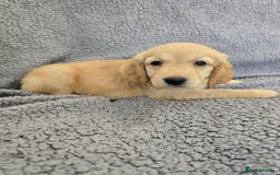 Golden Retriever dogs for sale: Beautiful golden retriever puppies for sale.  - Image 17