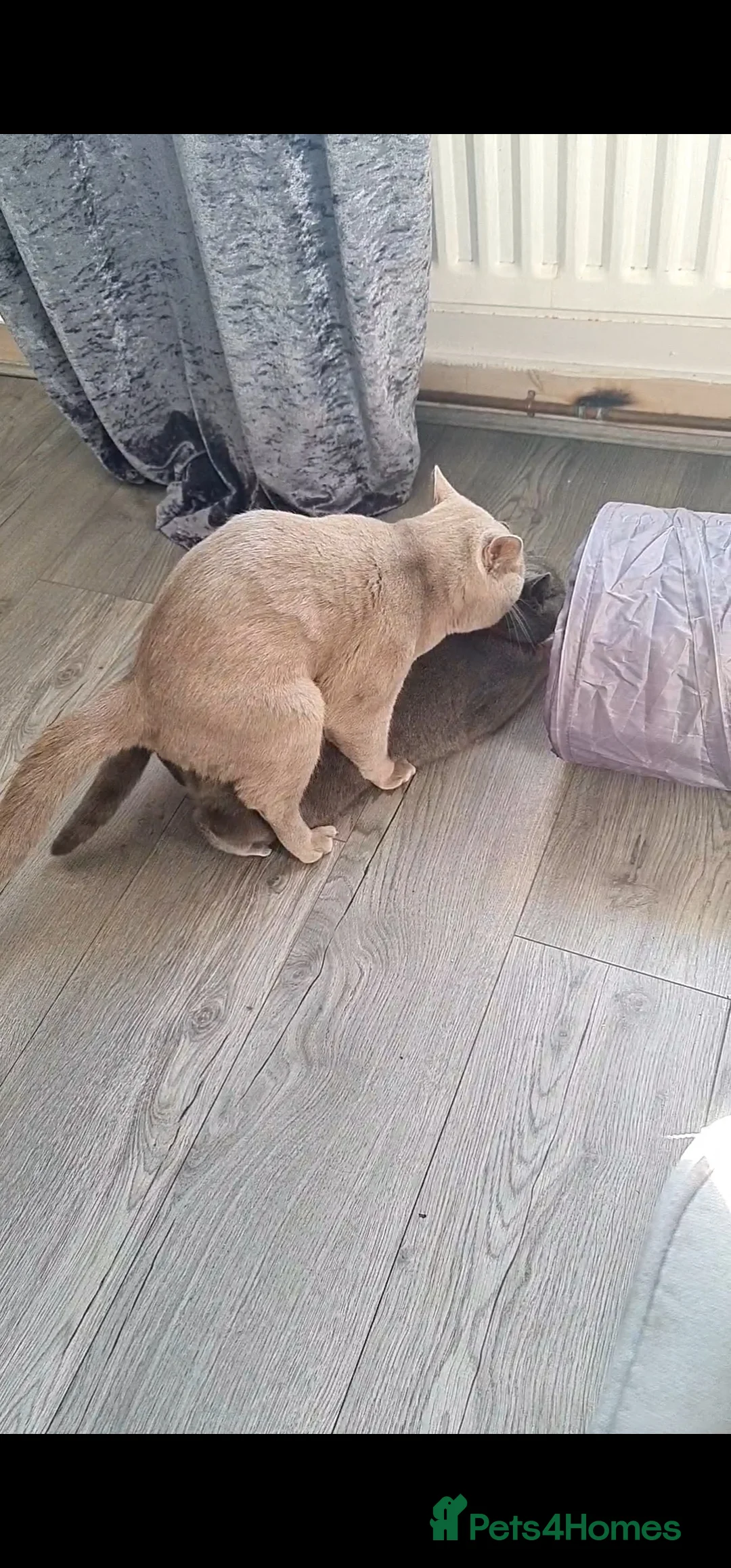 British Shorthair cats for stud: For stud lilac boy Sir Arnold (carries choc gene) in Bradford - Advert 10