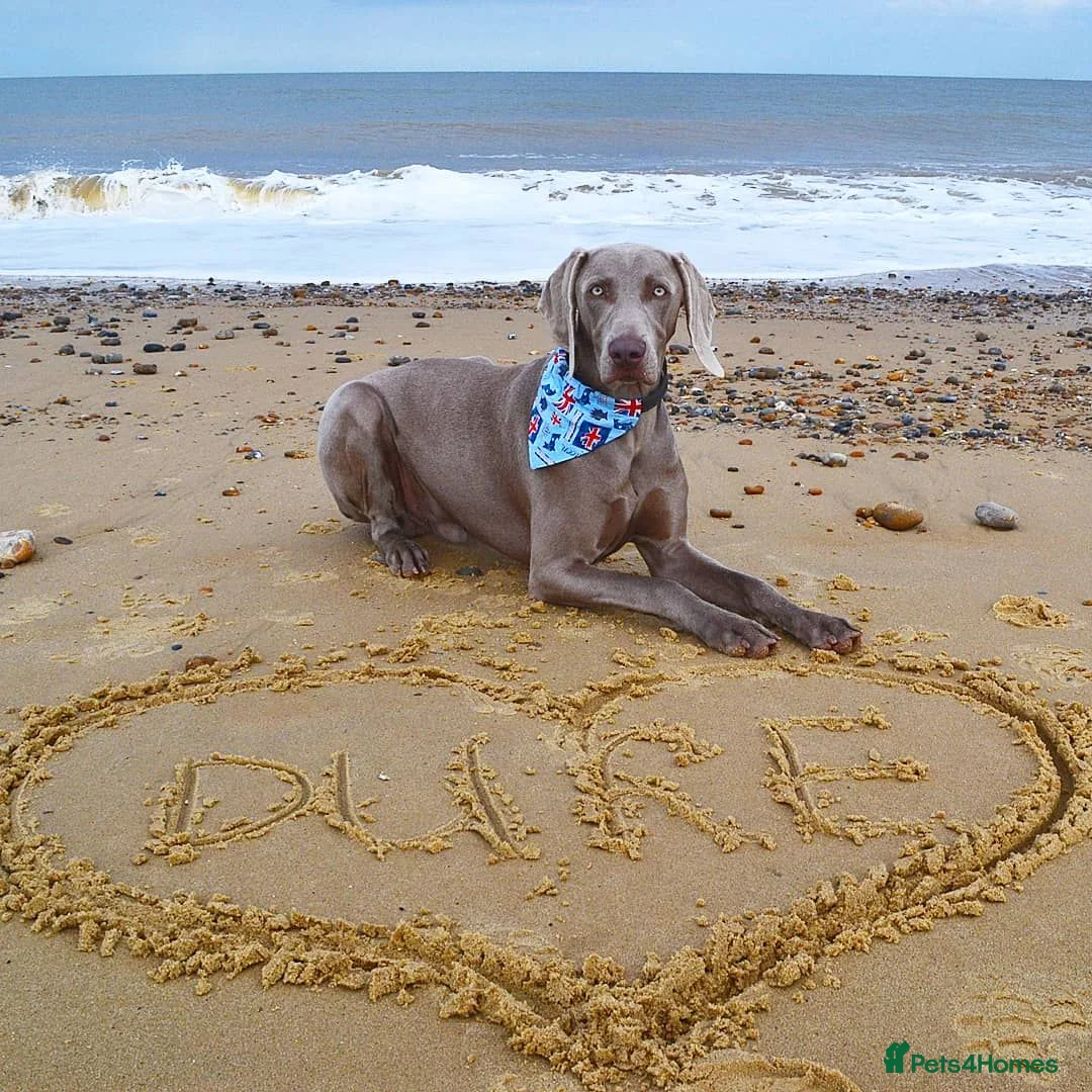 Weimaraner dogs for stud:  KC reg health tested Hipscored stud in Woodbridge - Advert 7