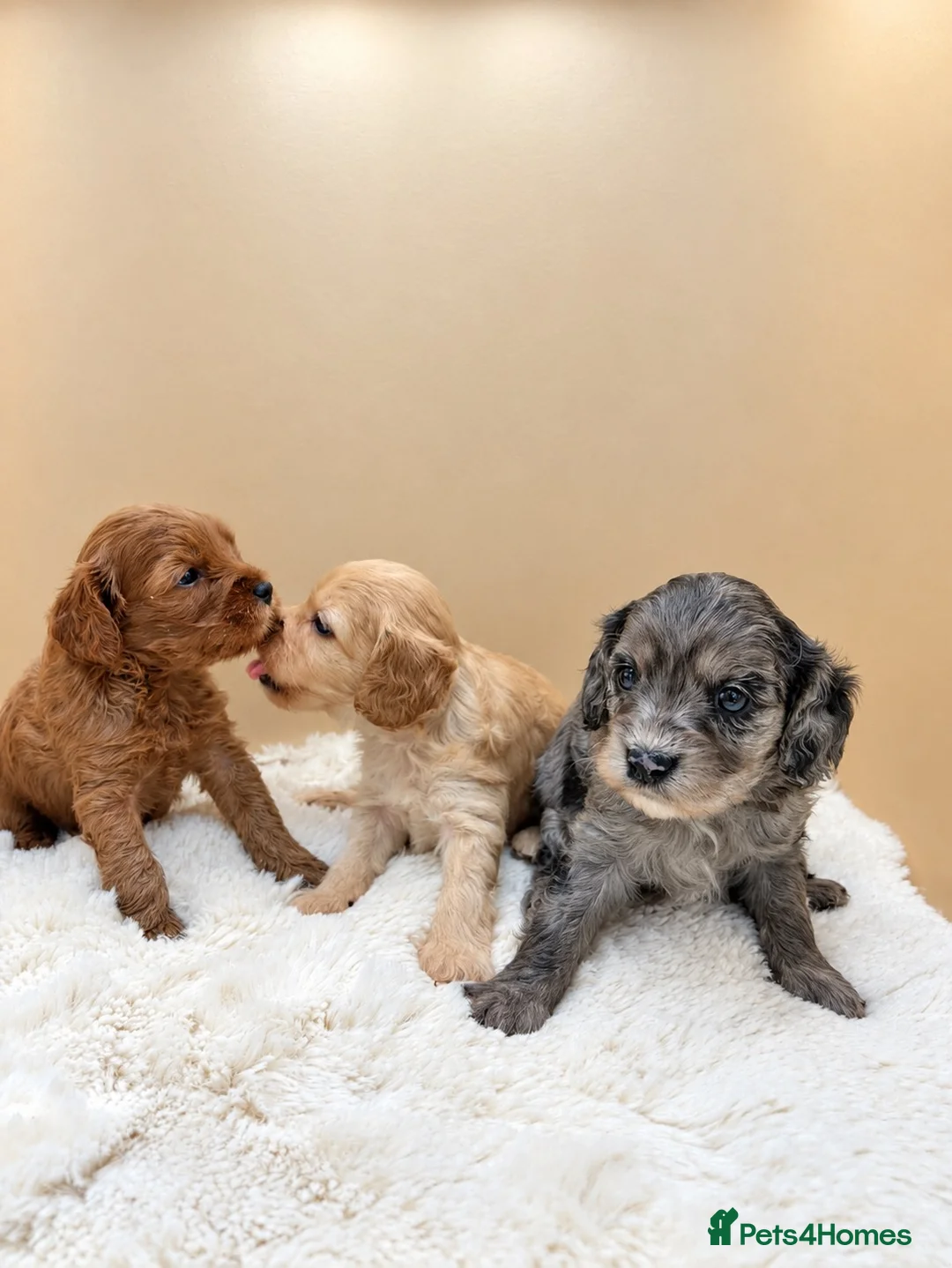 Cavapoo dogs for sale: F1 cavapoo puppies 5⭐️ breeder in Sheerness - Advert 1