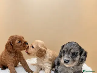 Cavapoo dogs F1 cavapoo puppies 5⭐️ breeder - Advert 2