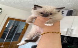 Ragdoll cats for sale: 7 beautiful seal/lynx point ragdoll kittens - Image 16