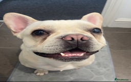 French Bulldog dogs for sale: Male Frenchie  - Image 3