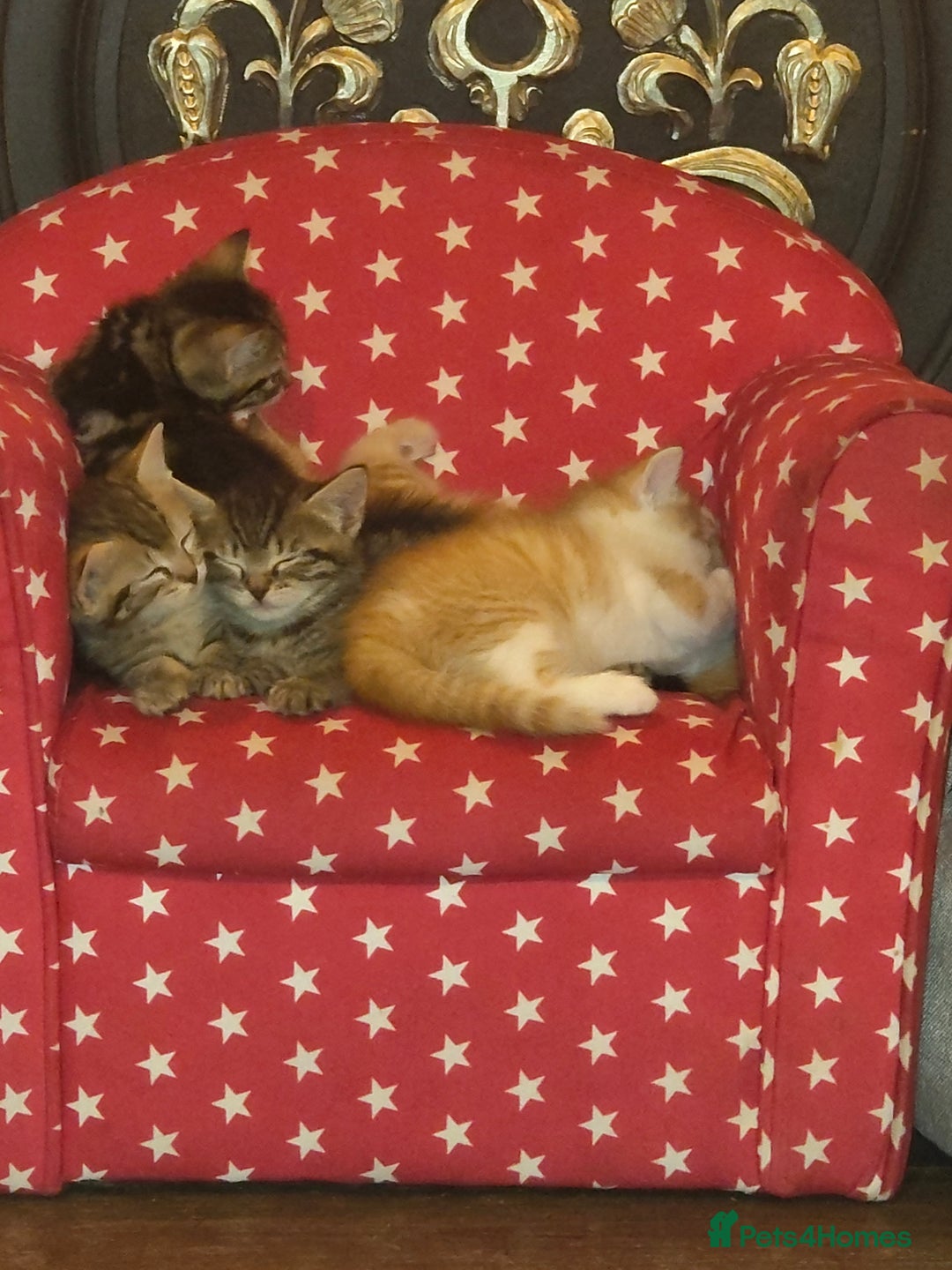 Mixed Breed cats for sale: Kittens - Image 10