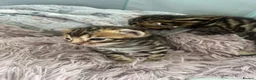 Bengal cats for sale: Bengal kittens for sale - Advert 6