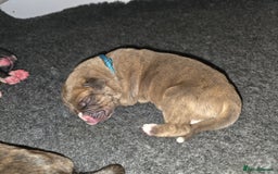 Boxer dogs for sale: Beautiful Boxer cross - Image 20