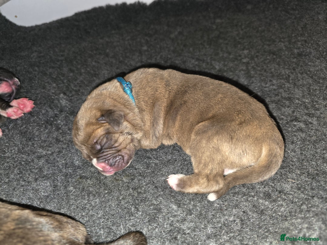 Boxer dogs for sale: Beautiful Boxer cross - Image 20