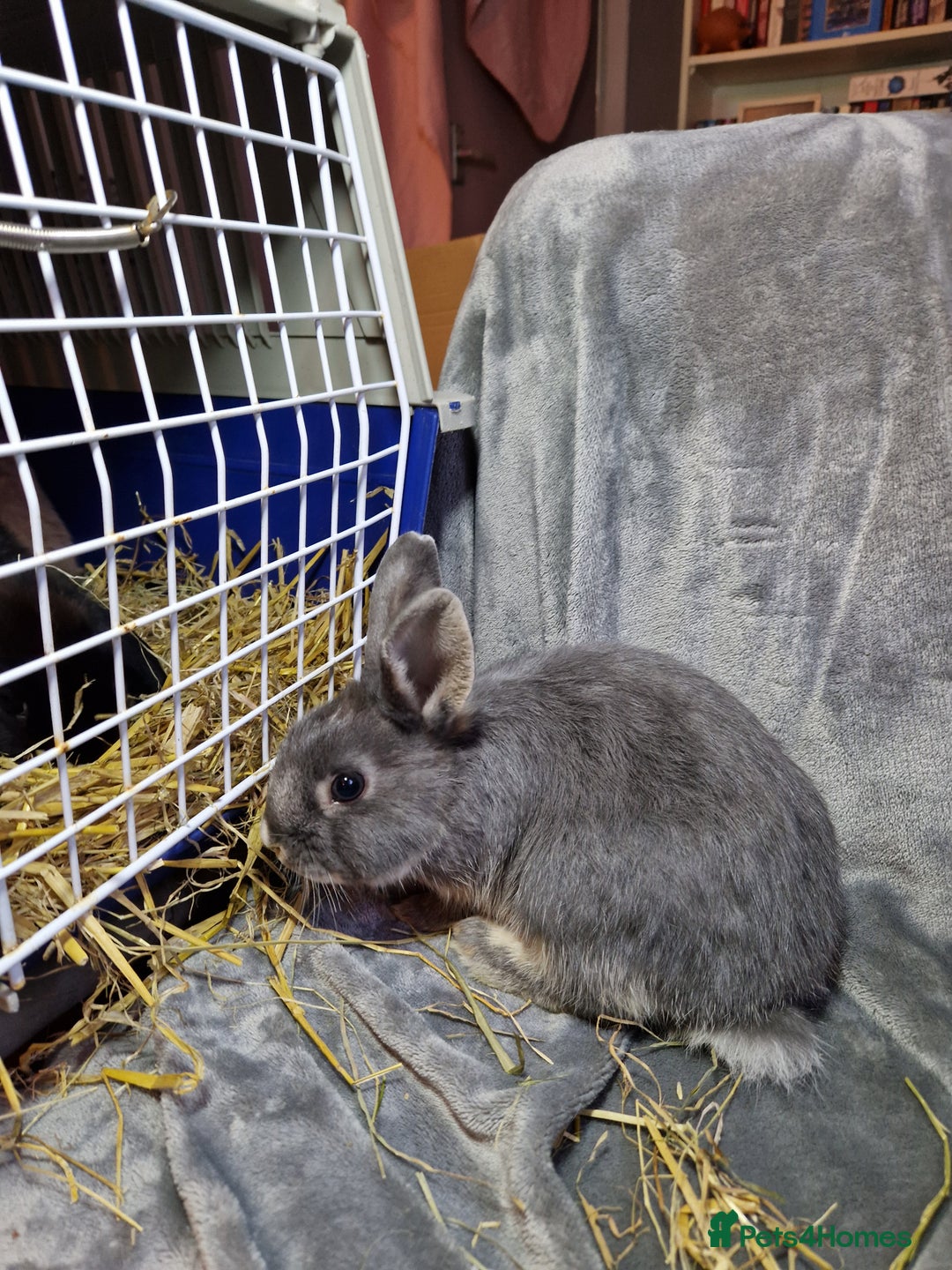 Mixed Breed rabbits for sale: Handsome young lilac otter bunny boy - Image 4