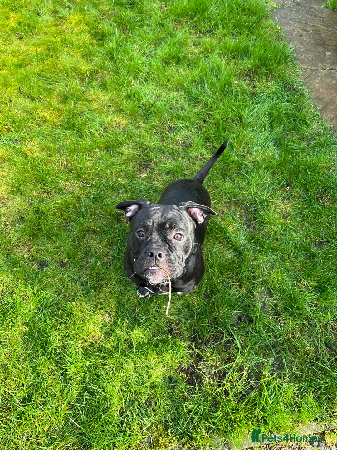 Mixed Breed dogs for sale: 9 month old staff/pug cross - Advert 4