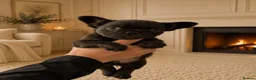 French Bulldog dogs for sale: Visual fluffy frenchirs puppies  - Advert 3