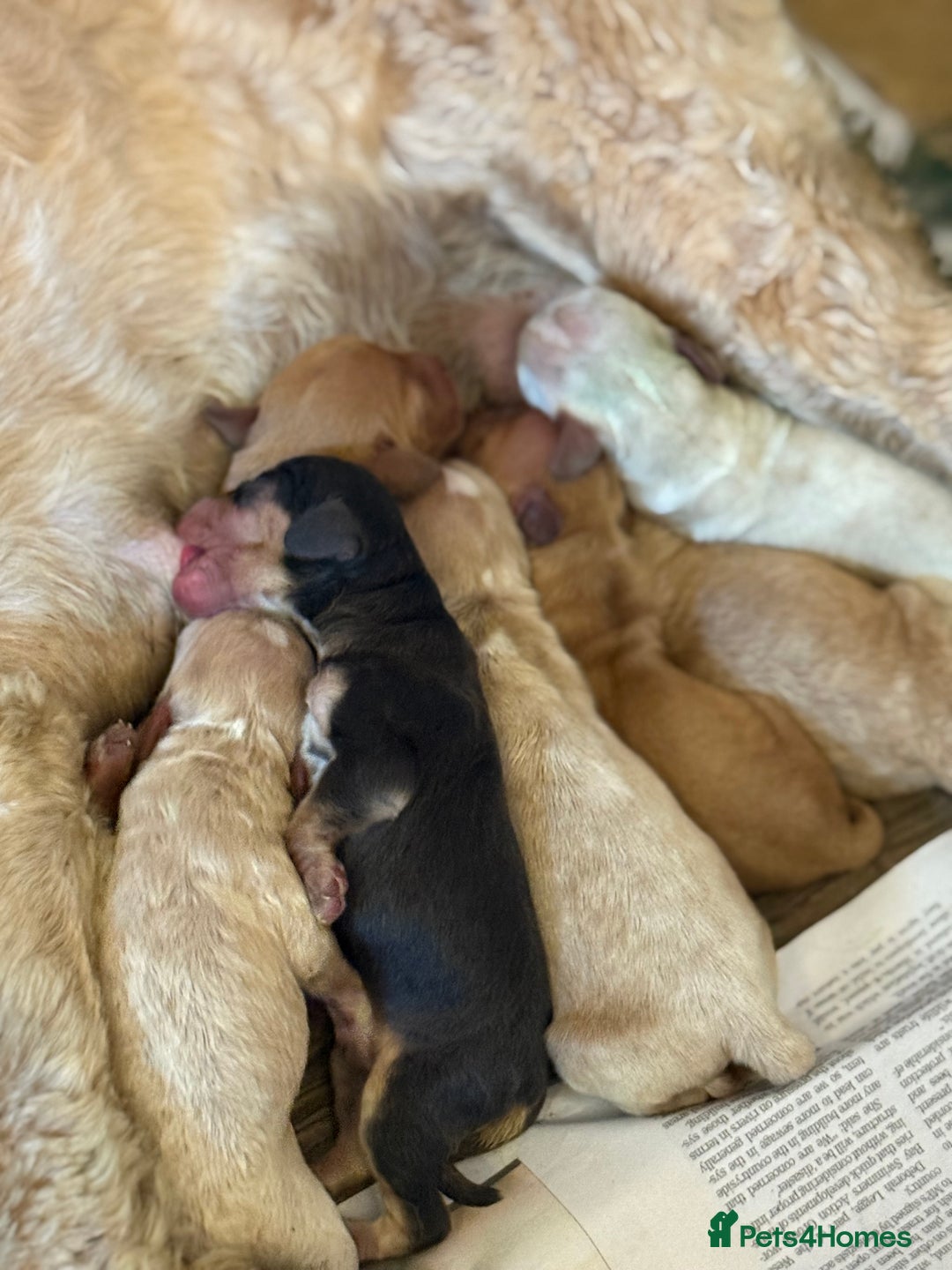 Cockapoo dogs for sale: Cockapoo puppies for sale  - Image 9