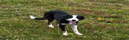 Border Collie dogs for sale: 9 month old male Border Collie  - Advert 7