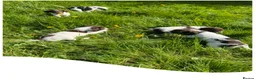English Springer Spaniel dogs for sale: KC Registered English Springer Spaniel Pups - Advert 10