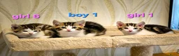 Mixed Breed cats for sale: 8 Adorable Kittens Looking for Their New Homes - Advert 21
